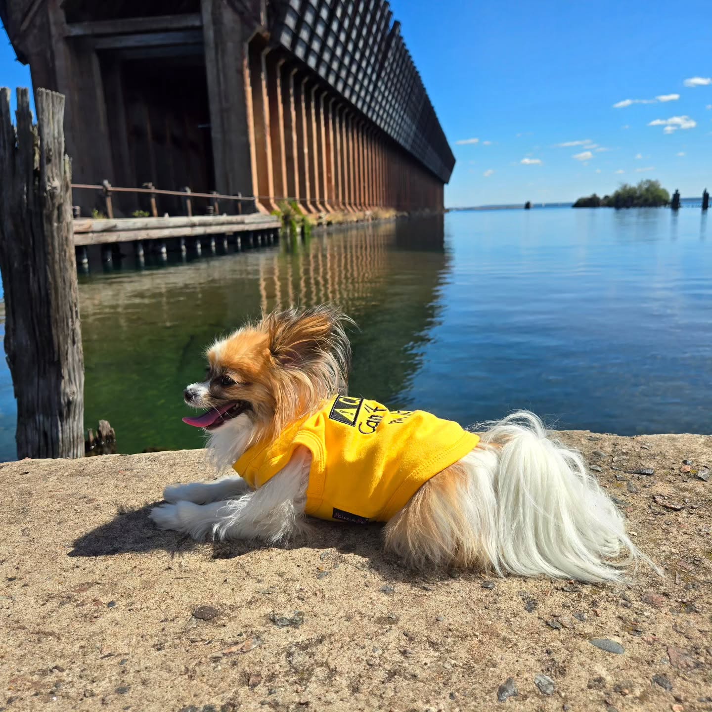 Parisian Pet 'Licker' Novelty Dog Apparel – Fun Embroidered Pet Wear for Dogs & Cats, Yellow